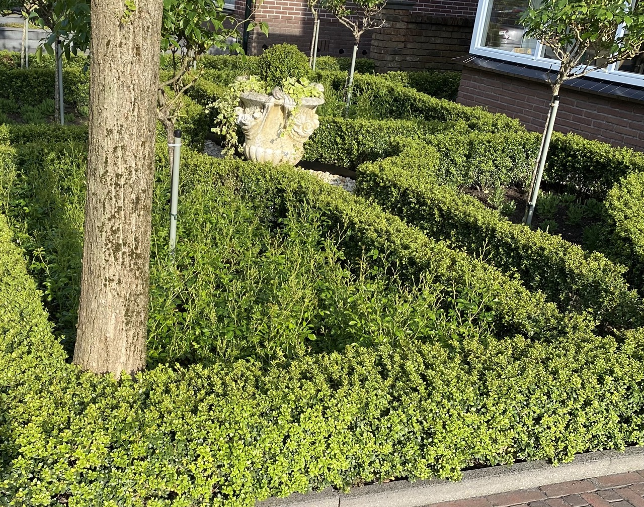 Ilex