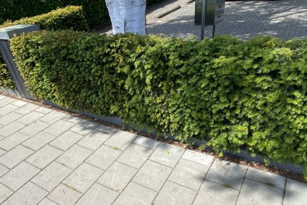 Taxus Baccata