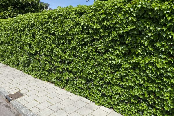 Hedera