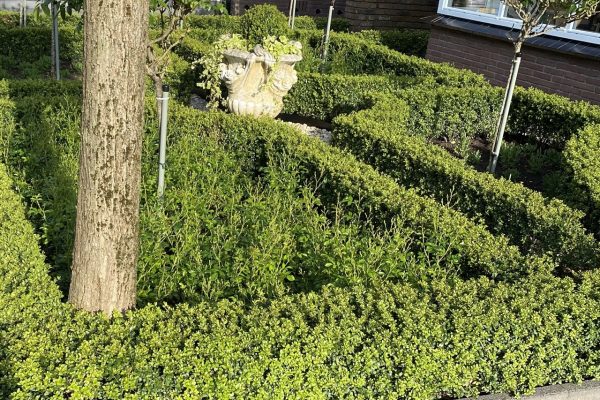 Ilex