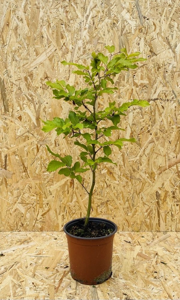 IMG_1900 Groot